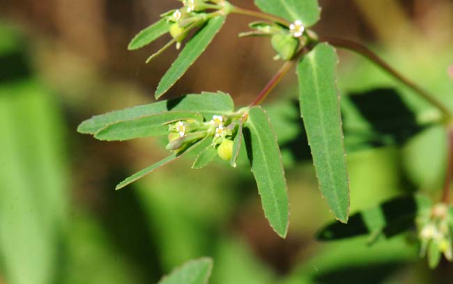 Chamaesyce hyssopifolia, Hyssopleaf Sandmat